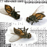 threedeadflies