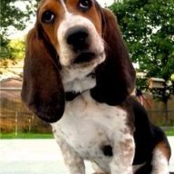 bassetmom