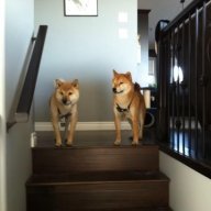 fighting shibas