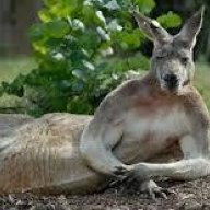 aussieqer