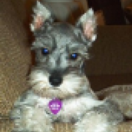 schnauzer