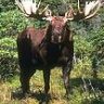 moose