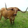 longhorn