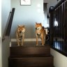 fighting shibas