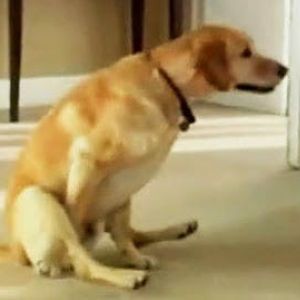 yorkie dog scooting  anal glands.jpg