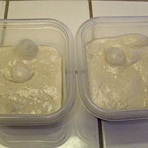 008 - 4 Day Fermented Pizza Dough.JPG