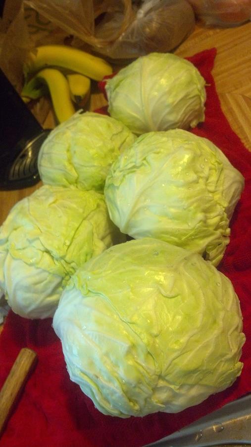 cabbages.jpg