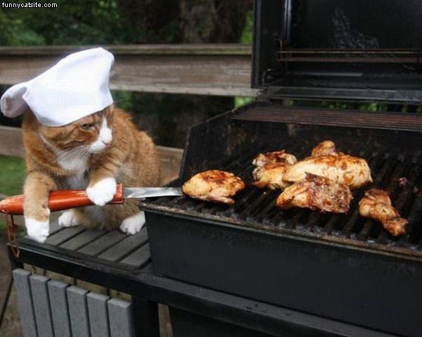 Chef_Cat.jpg