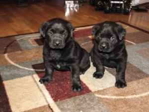 Pups Feb 25 2009 - Copy_edited.jpg