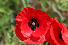 Field_poppy_-_Papaver_rhoeas_(12190335083).jpg Field_poppy_-_Papaver_rhoeas_(12190335083).jpg