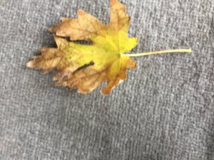 IMG_2221.JPG
