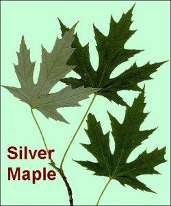 SilverMaple.jpg