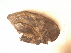 6 Chuck is Seered.JPG