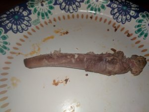 rib3.jpg rib3.jpg