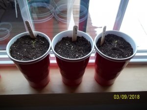 100_6715.JPG