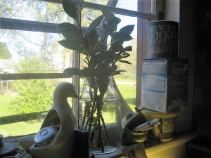 IMG_8683.JPG