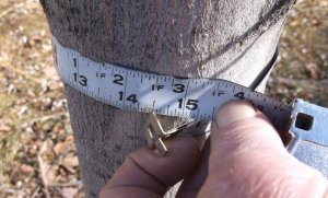 Sugar Maples 3-18 002.JPG