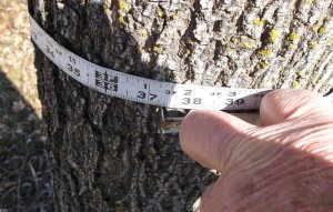 Sugar Maples 3-18 003.JPG