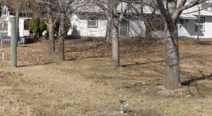 Sugar Maples 3-18 005.JPG