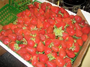 IMG_8799.JPG IMG_8799.JPG