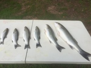 Fish 06102018.JPG