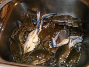 crabs.jpg crabs.jpg