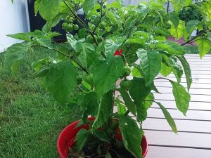 20180809_072856.jpg