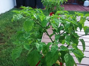 20180809_072900.jpg