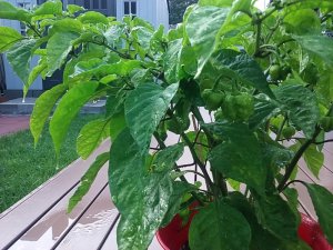 20180809_072922.jpg