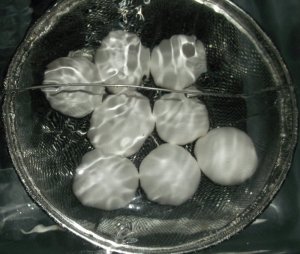 SV eggs.JPG