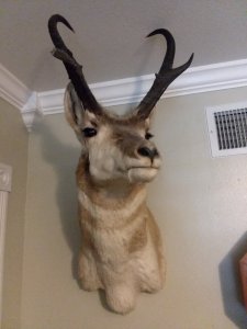 Elmer.jpg