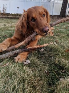 nala eating a stick.jpg