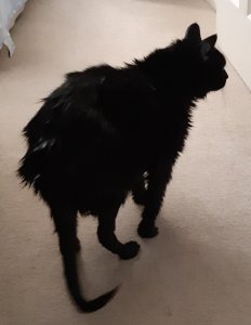 Pissed off cat.jpg Pissed off cat.jpg