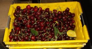 CHERRIES 003.JPG