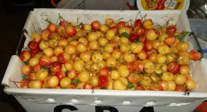 CHERRIES 002.JPG