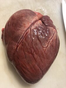 EBF4D546-0910-41F6-8044-9AB3AA28E6E0.jpeg EBF4D546-0910-41F6-8044-9AB3AA28E6E0.jpeg