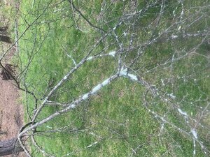 Apple Branch 2.jpg