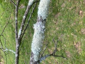 Apple Branch 1.jpg