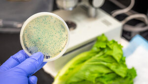 Romaine-550x312.jpg Romaine-550x312.jpg