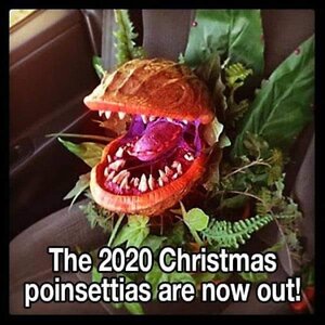 poinsettia.jpg