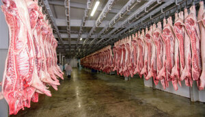hog-swine-carcasses-550x312.jpg hog-swine-carcasses-550x312.jpg