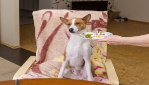 dreamstime_pet-human-food-550x312.jpg dreamstime_pet-human-food-550x312.jpg