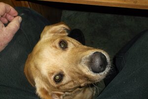 Roxy.JPG