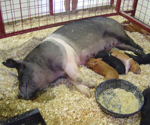 Hampshire%2BPig.jpg