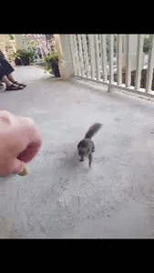 20200717_192109_001_1_1.gif