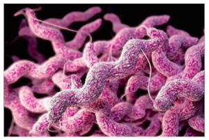 campylobacter.png campylobacter.png