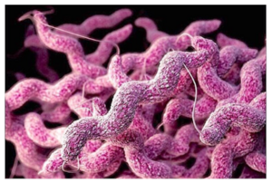 campylobacter.png