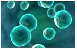 Cyclospora.png
