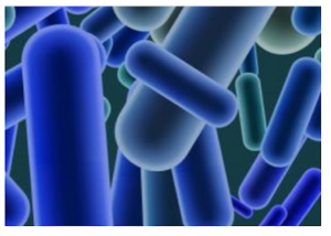 Listeria.png
