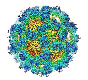 norovirus.png norovirus.png
